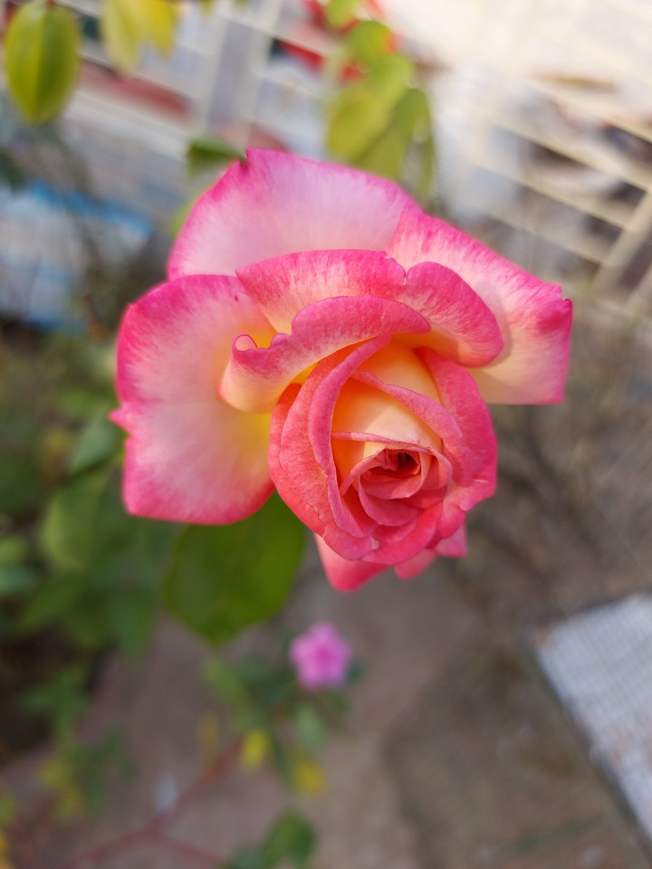flower