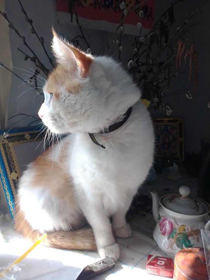кот и чай