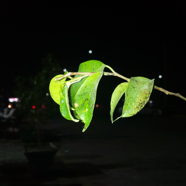Night 