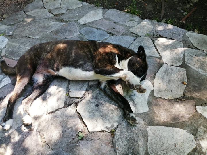 frida