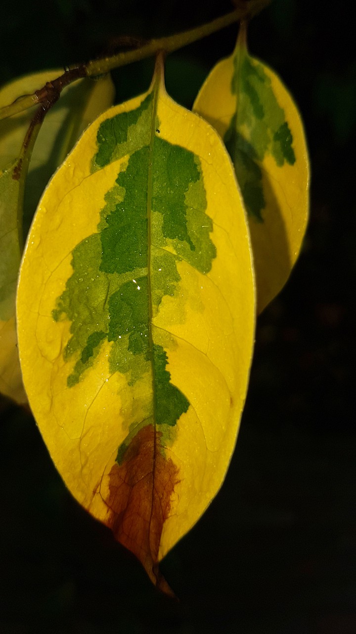watercolor painting  by nature