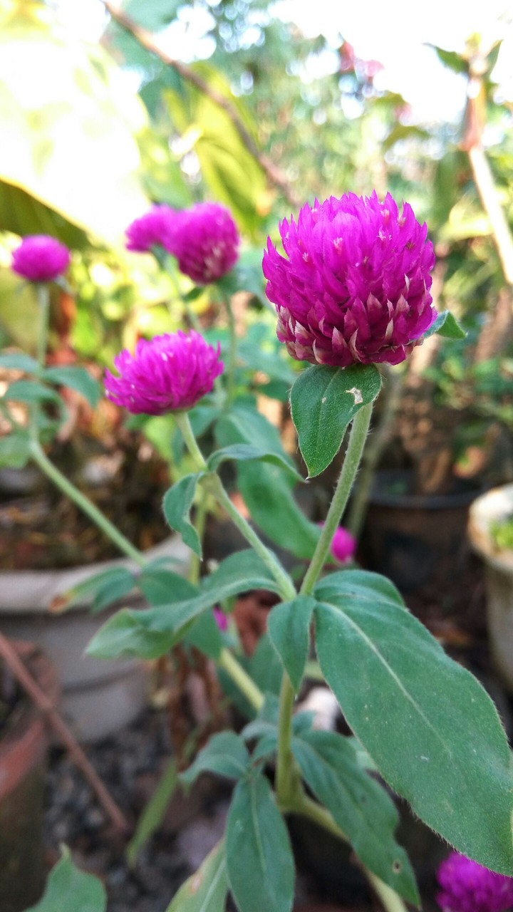 flower