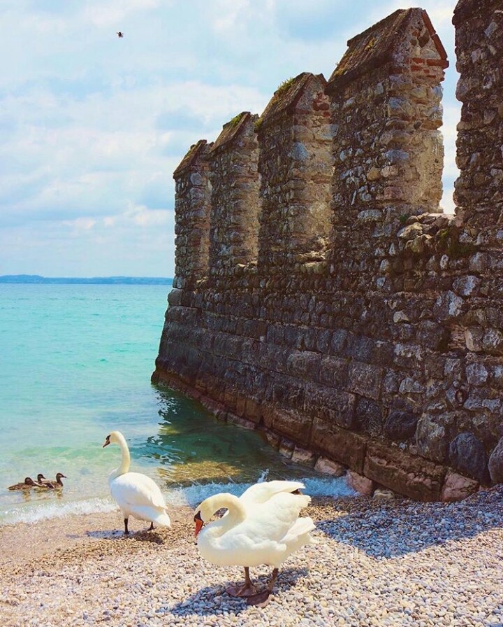 Swan family☺
