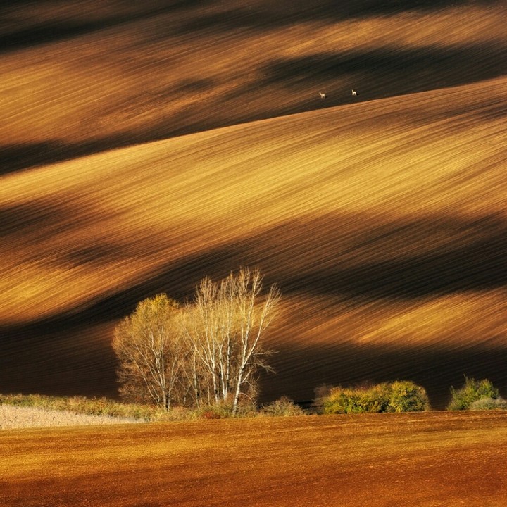 Moravian fields
