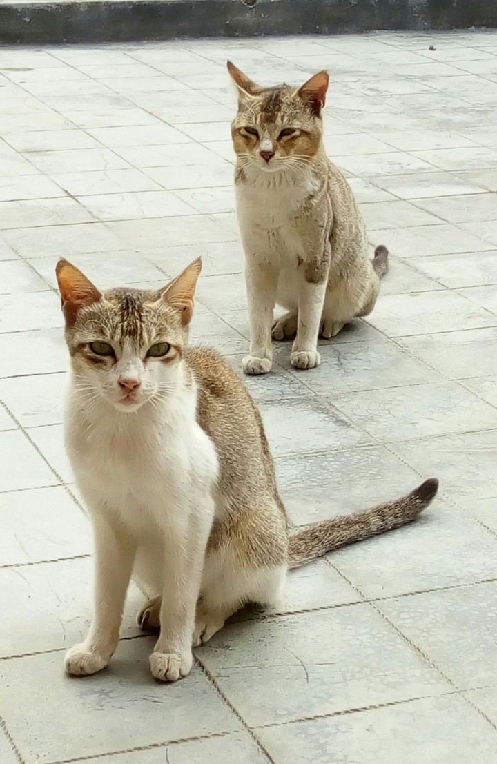 Cats