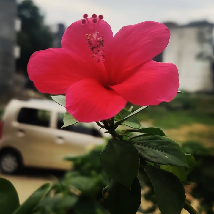 beauty