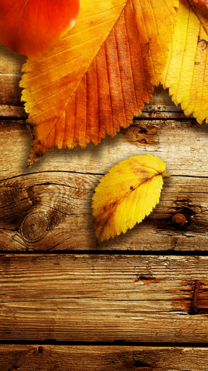 Autumn Bliss