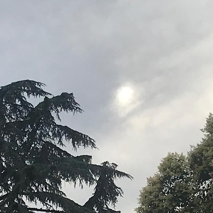 sole