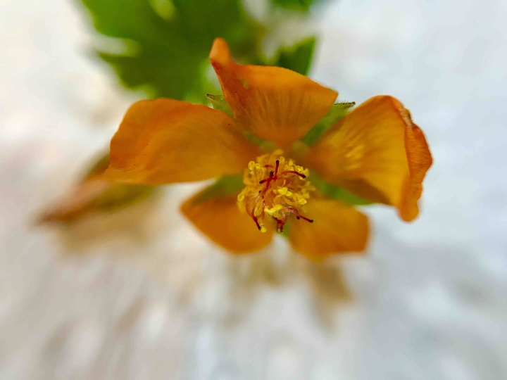 Flor muy pequeña