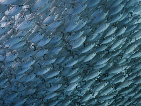 tapety vertebrate, Fish
