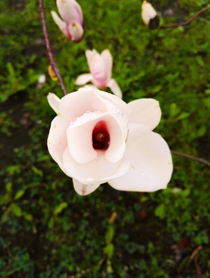 Magnolia