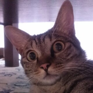Σ( ˙꒳​˙  )!? What?