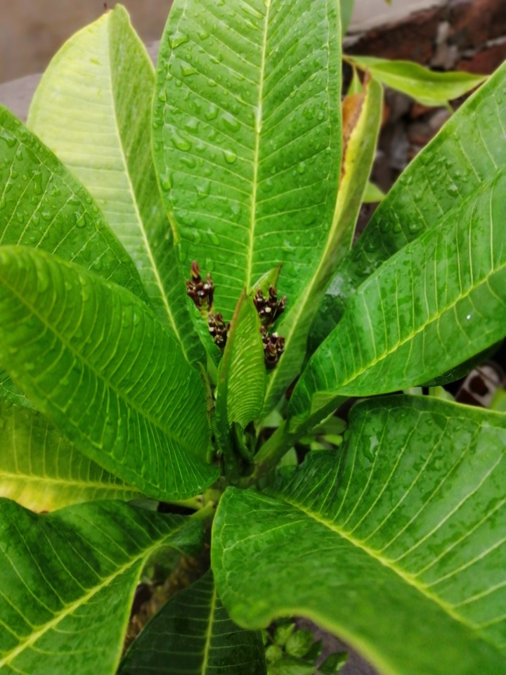 plant