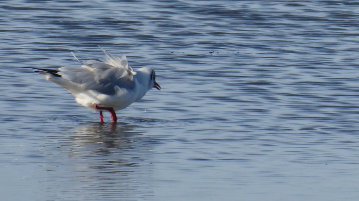 Möwe