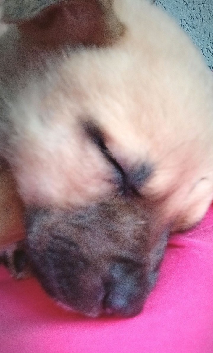 luna