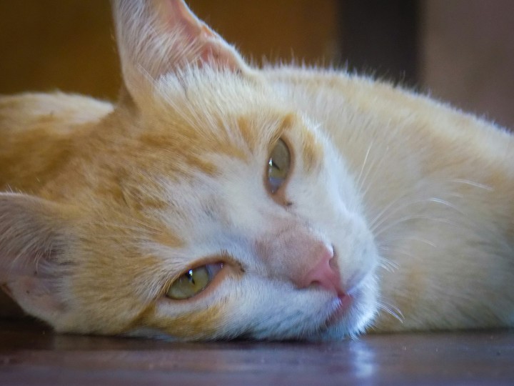 Lovely Cat ?