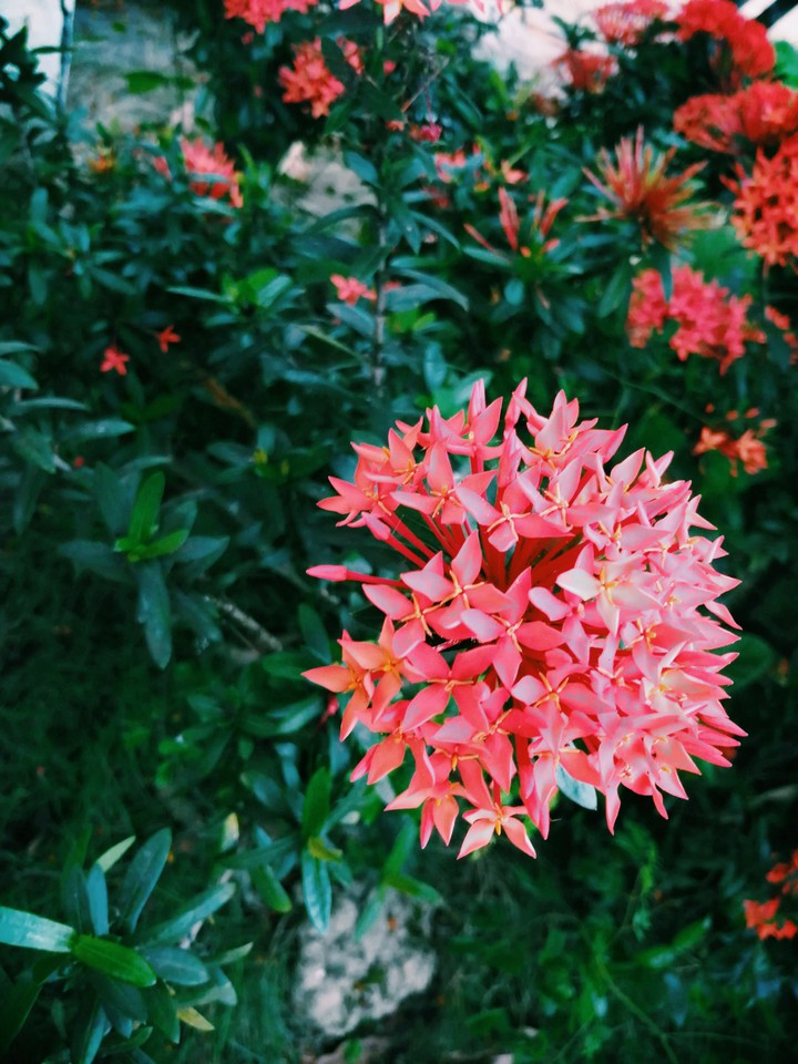 Flower