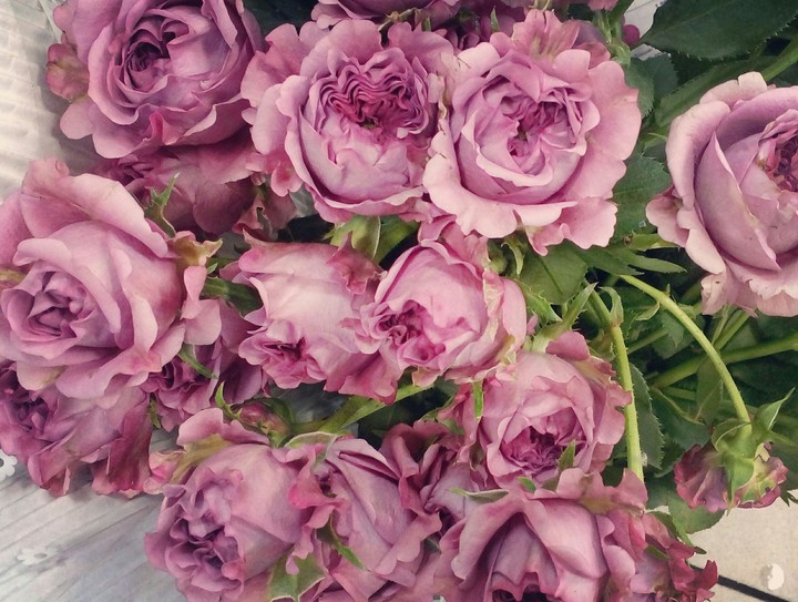rose