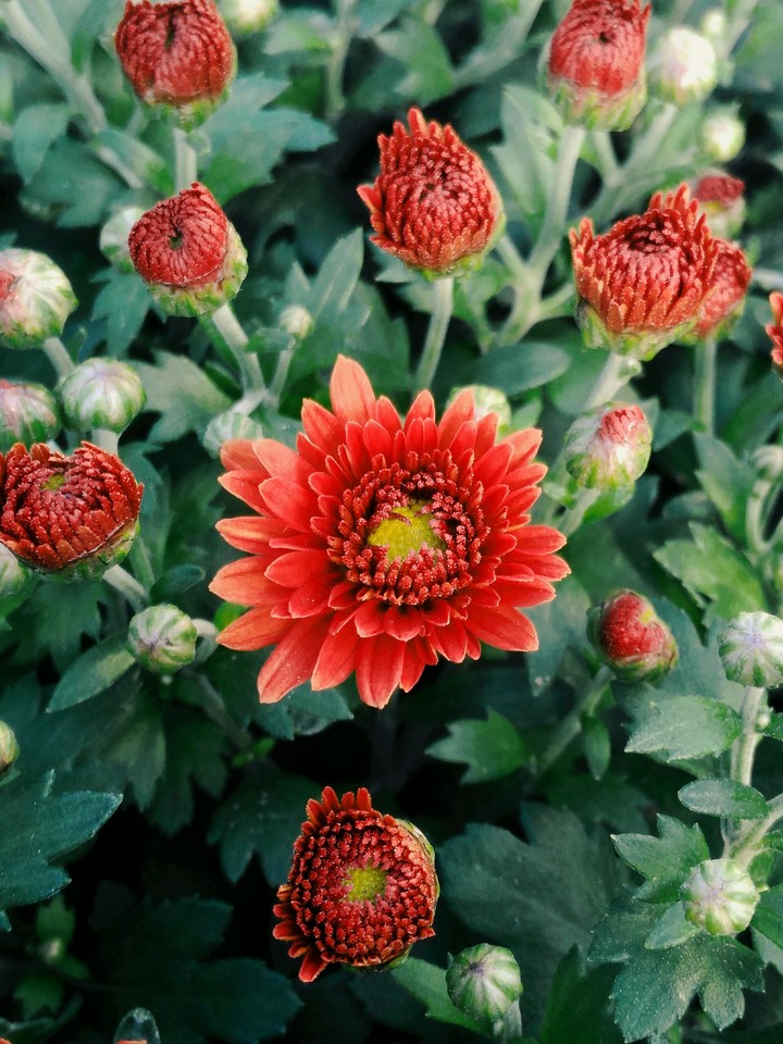 Chrysanthemum