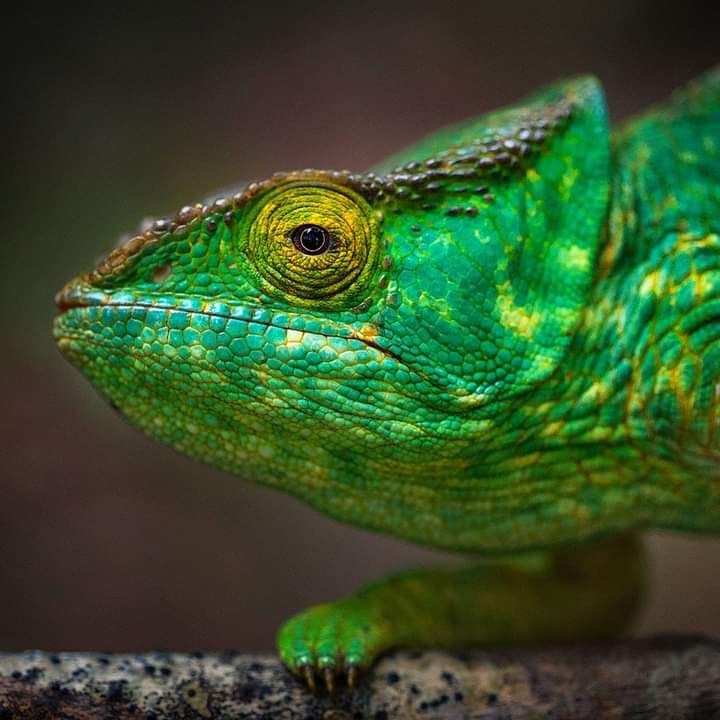 Cameleon