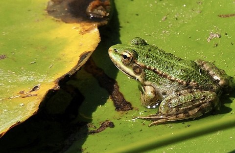 обои amphibians, eleuths