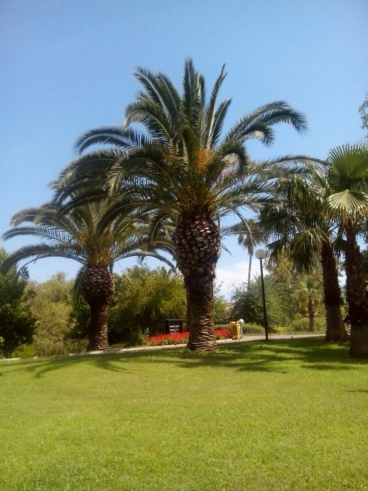Palm tree