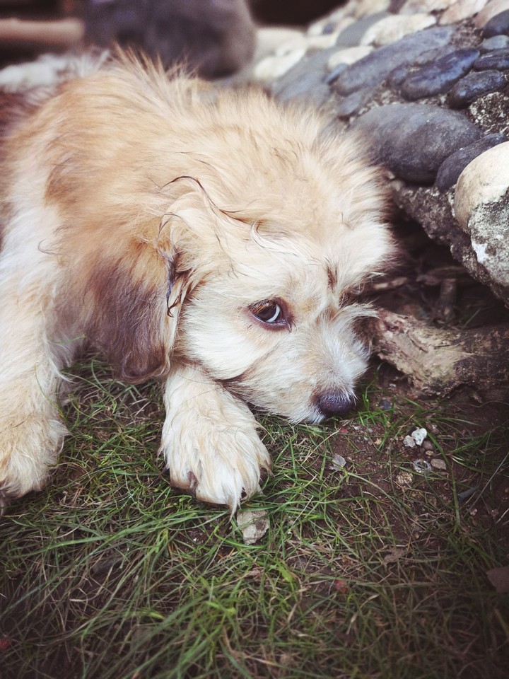 Ginger