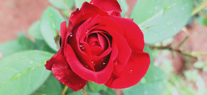 red queen