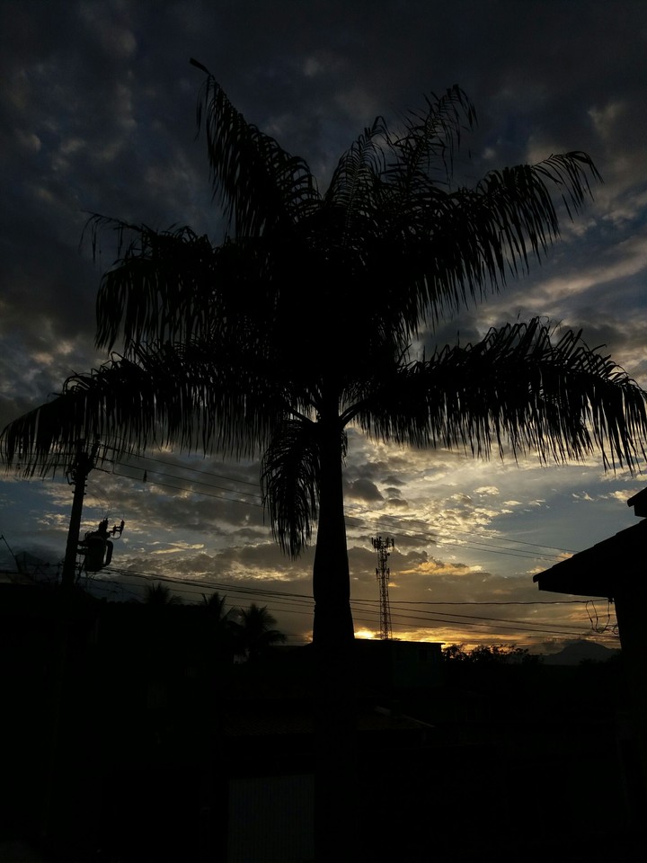 Palmeira