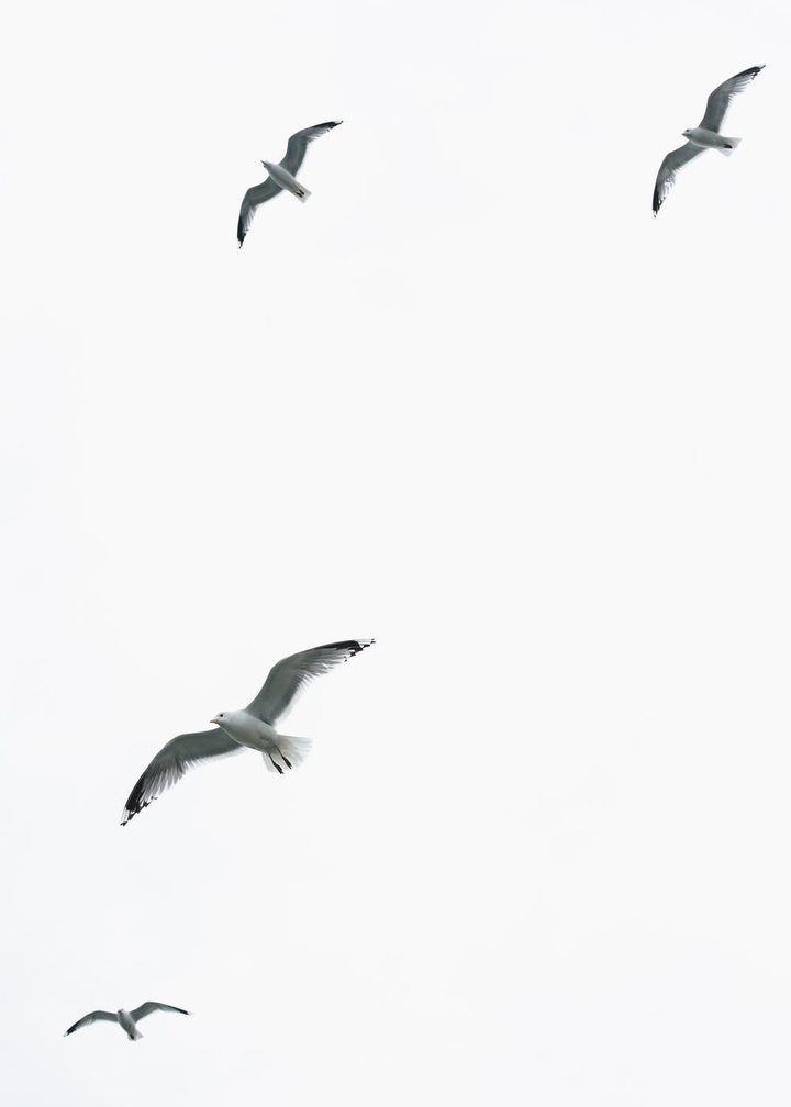 sky and birds