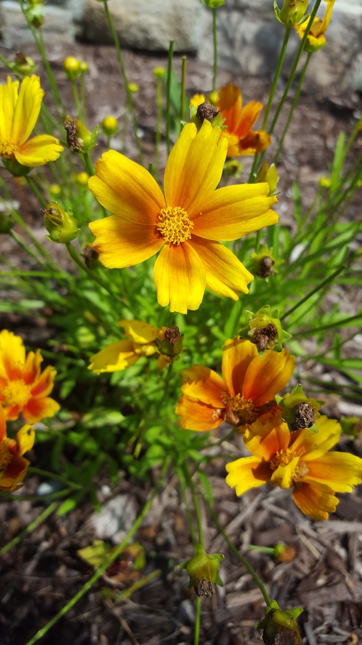 Coreopsis