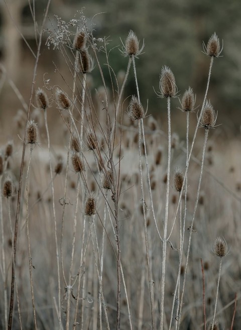 echinops, grasses achtergronden