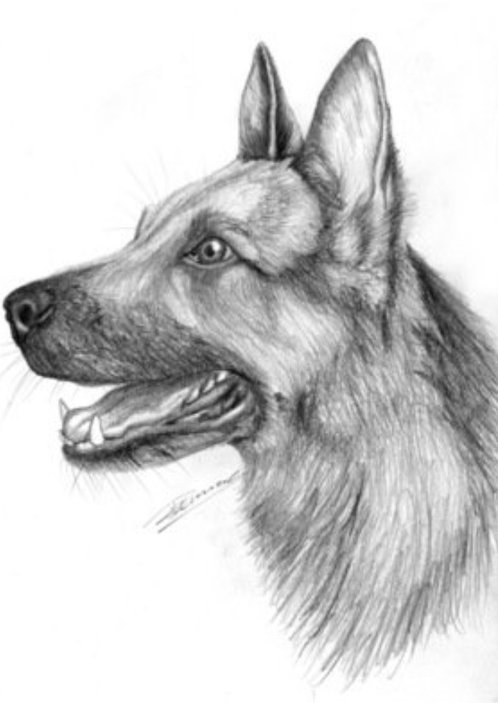 german shepard