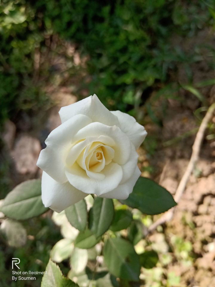 White Rose#  The sign of Peace