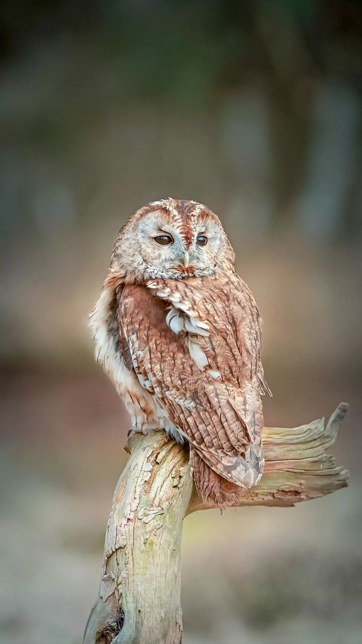 Owls...