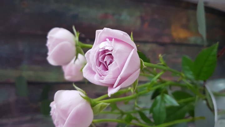Roses