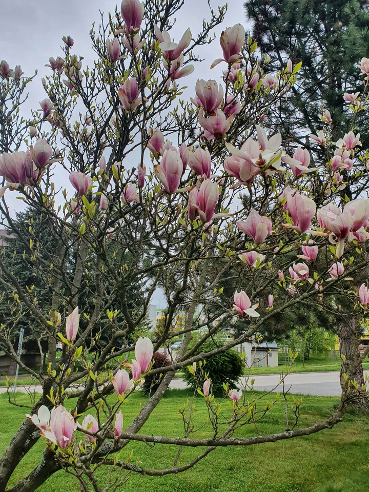 spring time