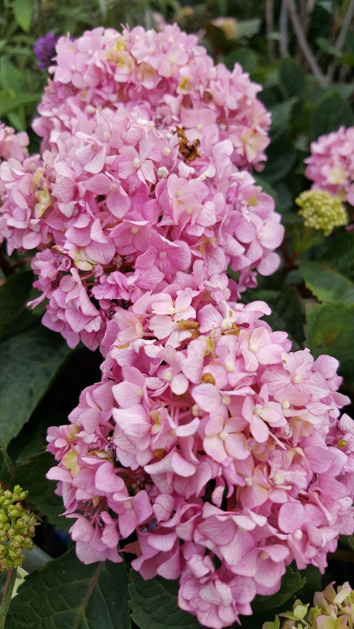 flowers