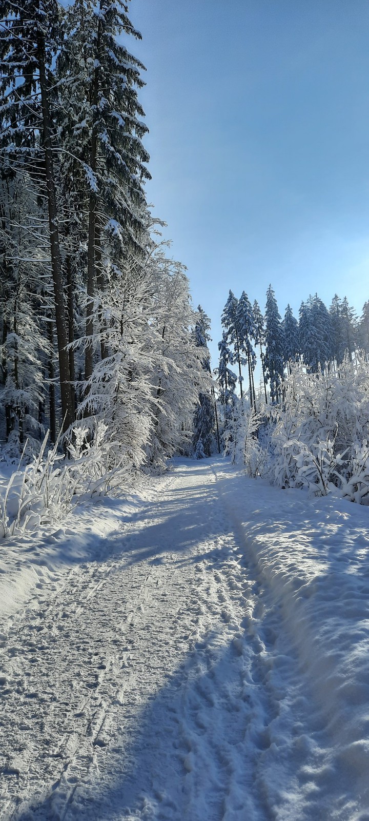 fordst sun snow