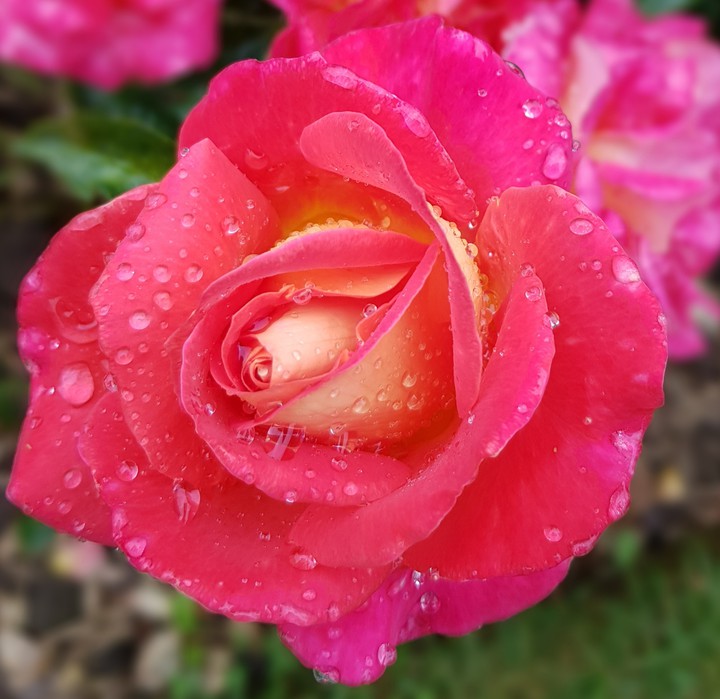 Kissed by the rain