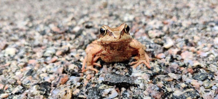 Frog