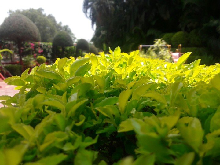 Green Path