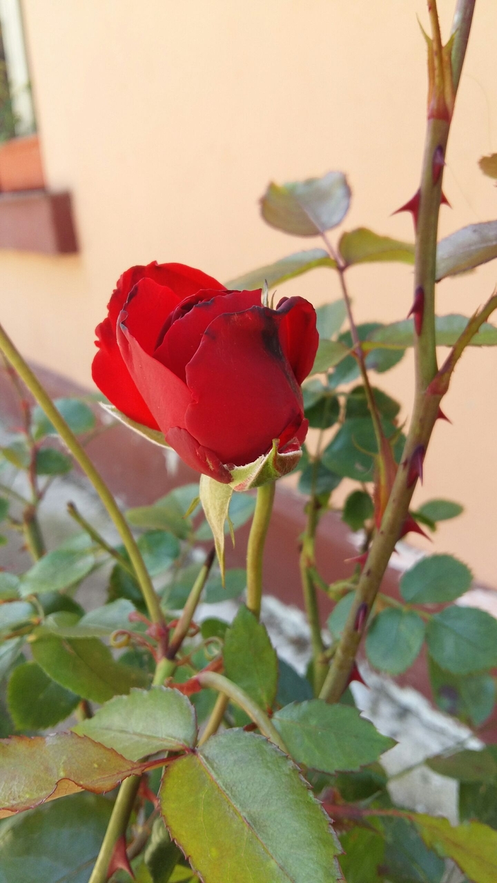 Red Roses
