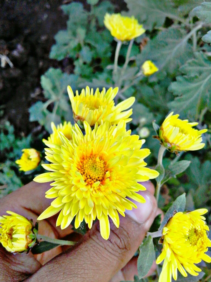 sevanti flower