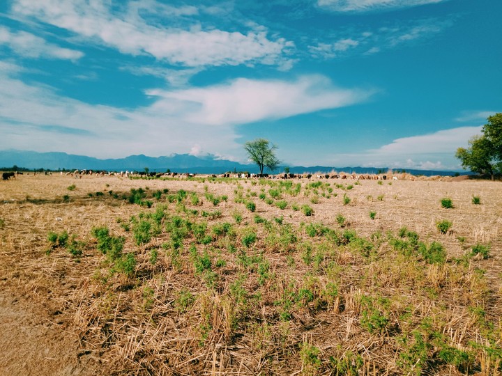 Plains of Punjab