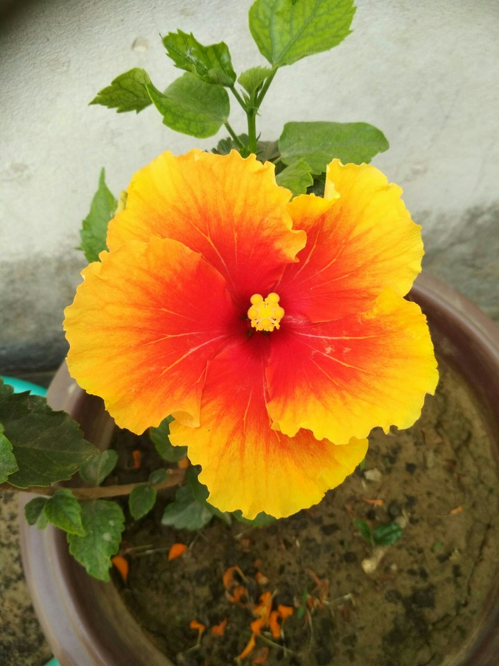 YELLOW and RED HIBISCUS FLOWER