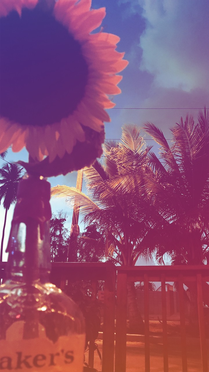 Sunflower on the table