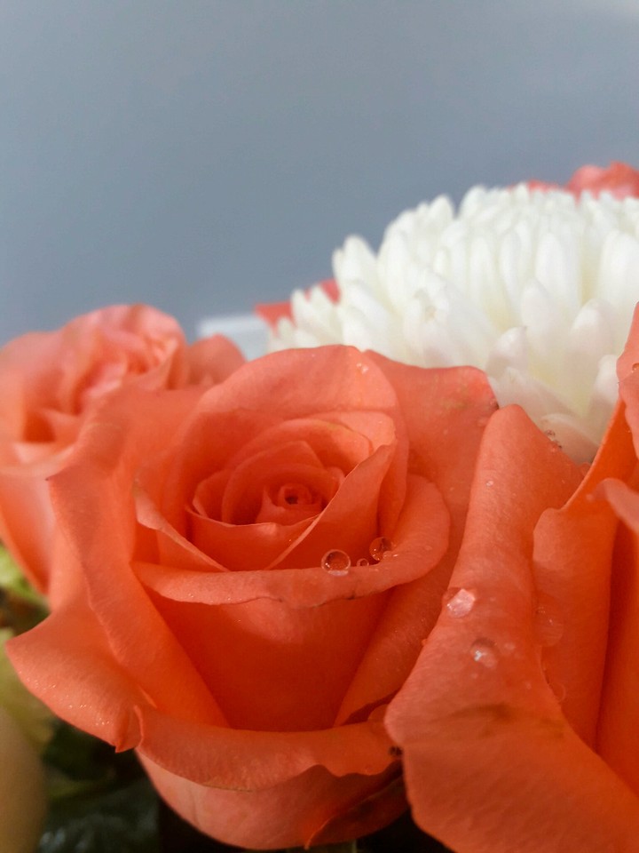 rose