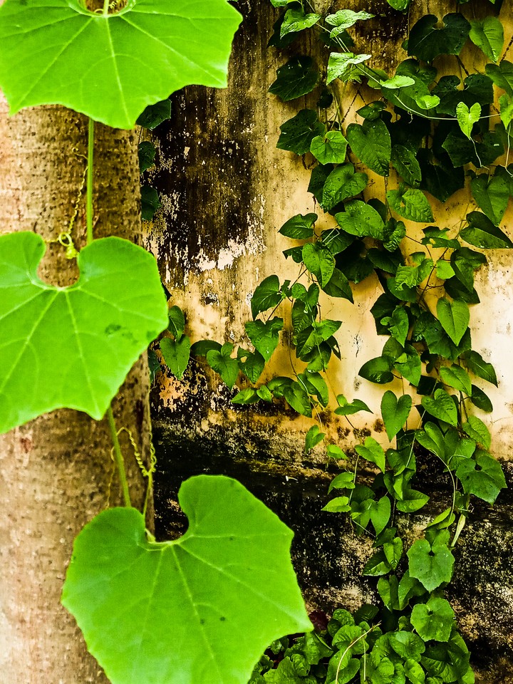 Creepers Universe