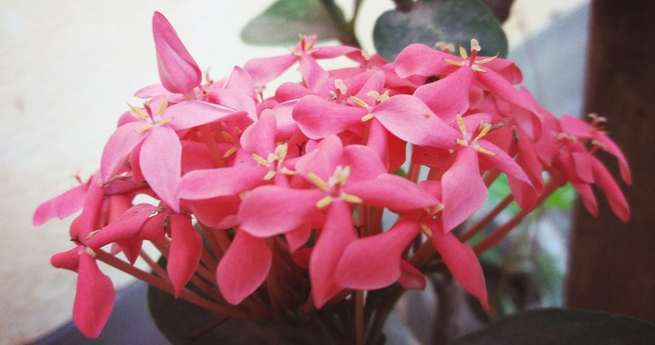Flower
